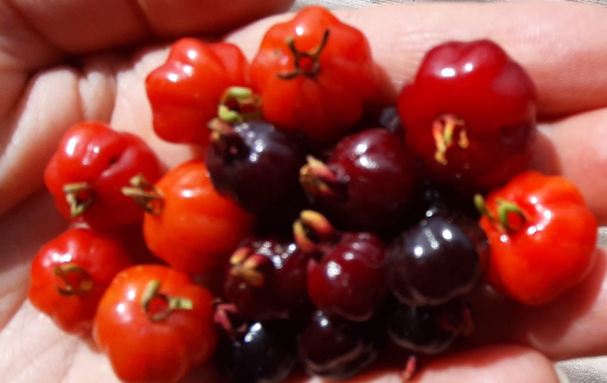 fotos_porai's tweet photo. Andando e fotografando poraí! #Marau #fotos #frutas #pitangas https://t.co/g9t5ZNrO8o