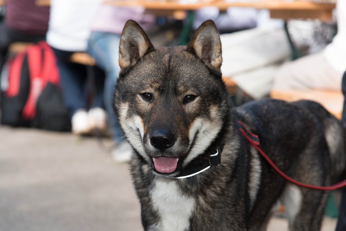 DogManIanLynch's tweet image. Meet the #Mudi, the #Shikoku and the #GlenofImaalTerrier in this first entry of our blogs I wrote introducing the Canadian Kennel Club’s newly recognized breeds!
ckc.ca/en/The-Dish/Oc…