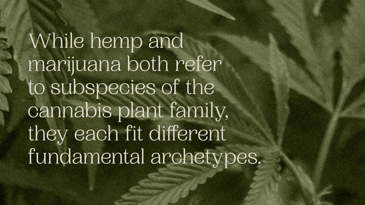 kycraftedco's tweet photo. Want to know the difference between Hemp and Marijuana? Visit our Hemp University to learn about this and more: https://t.co/OpeJZhYmLe https://t.co/V9pJO9Y6yl