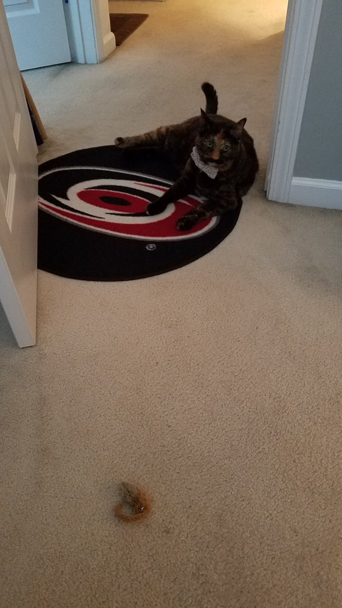 moustacheo's tweet photo. Hey @Canes when does the season start? 😻 #Canes #CatsdigCanes https://t.co/Ju6y0047mY