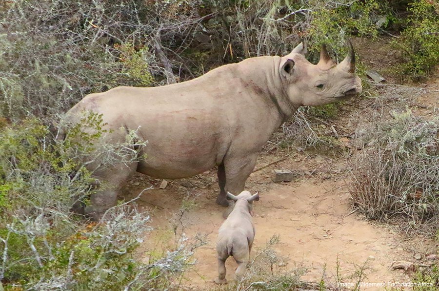 Help us name a female baby black rhino!

<a href="/LionWorldTravel/">Lion World Travel</a> and <a href="/TreadRightOrg/">The TreadRight Foundation</a> are thrilled to share that a rare female baby rhino🦏was discovered by <a href="/WildernessFdnSA/">Wilderness Foundation Africa</a>. Submit a name and enter to win 3 free nights <a href="/ShamwariReserve/">Shamwari Private Game Reserve</a>. Learn more - bit.ly/nameababyrhino