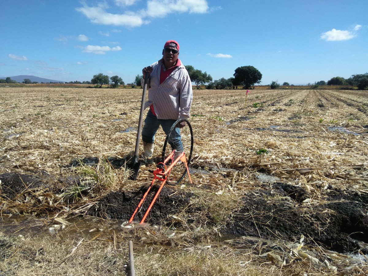 BernardoIng's tweet photo. Por los altos costos de preparación surgen pioneros en #LC en el Ej de Roque, Gto. dejando 100% de rastrojo de maíz a cebada en surcos, aplicando el riego de germinación con 16 surcosxtendido, en regadera de tierra. @SDAyR_GTO @MUAC_GTO @elcamponopara https://t.co/o3USibmySg