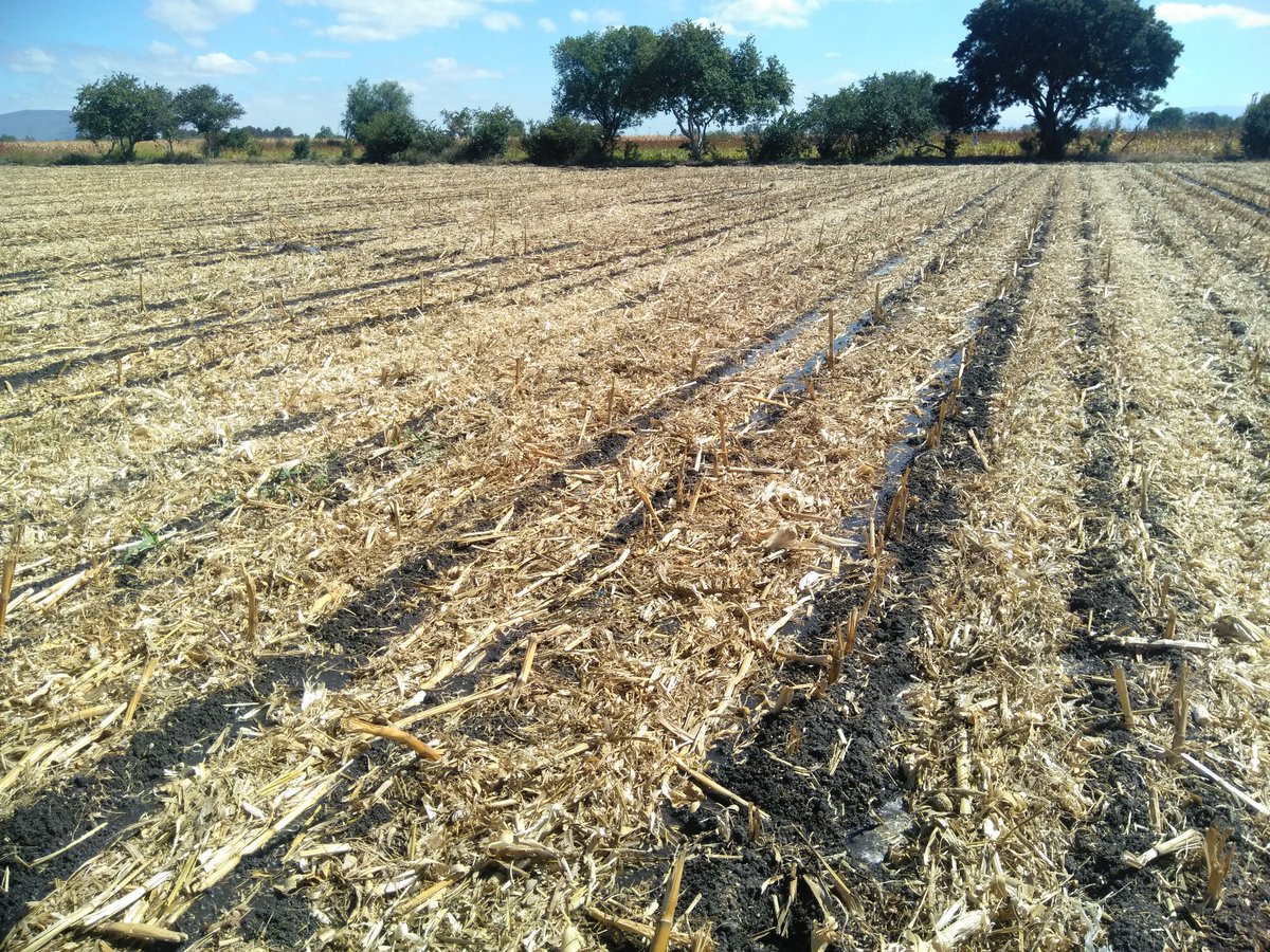 BernardoIng's tweet photo. Por los altos costos de preparación surgen pioneros en #LC en el Ej de Roque, Gto. dejando 100% de rastrojo de maíz a cebada en surcos, aplicando el riego de germinación con 16 surcosxtendido, en regadera de tierra. @SDAyR_GTO @MUAC_GTO @elcamponopara https://t.co/o3USibmySg