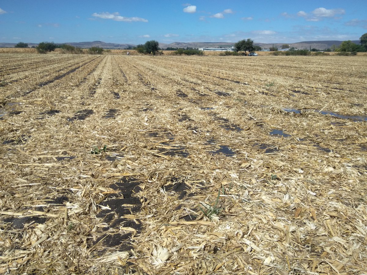 BernardoIng's tweet photo. Por los altos costos de preparación surgen pioneros en #LC en el Ej de Roque, Gto. dejando 100% de rastrojo de maíz a cebada en surcos, aplicando el riego de germinación con 16 surcosxtendido, en regadera de tierra. @SDAyR_GTO @MUAC_GTO @elcamponopara https://t.co/o3USibmySg