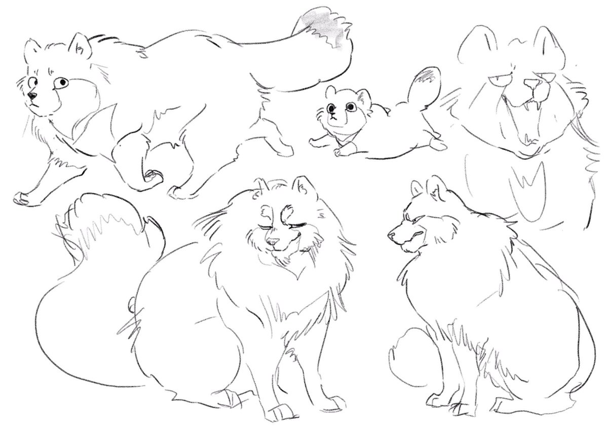 Tanuki superiority 