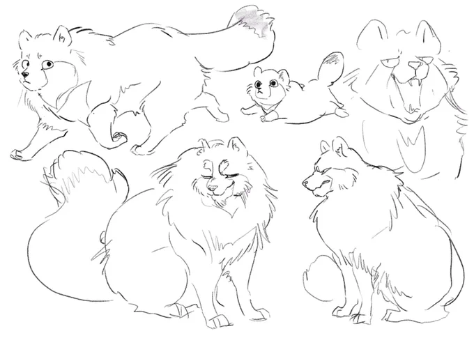 Tanuki superiority 