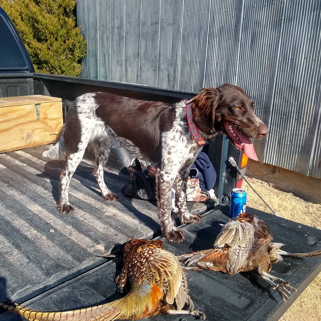 It's been a great start to the upland season! #upland #pheasant #smallmunsterlander
