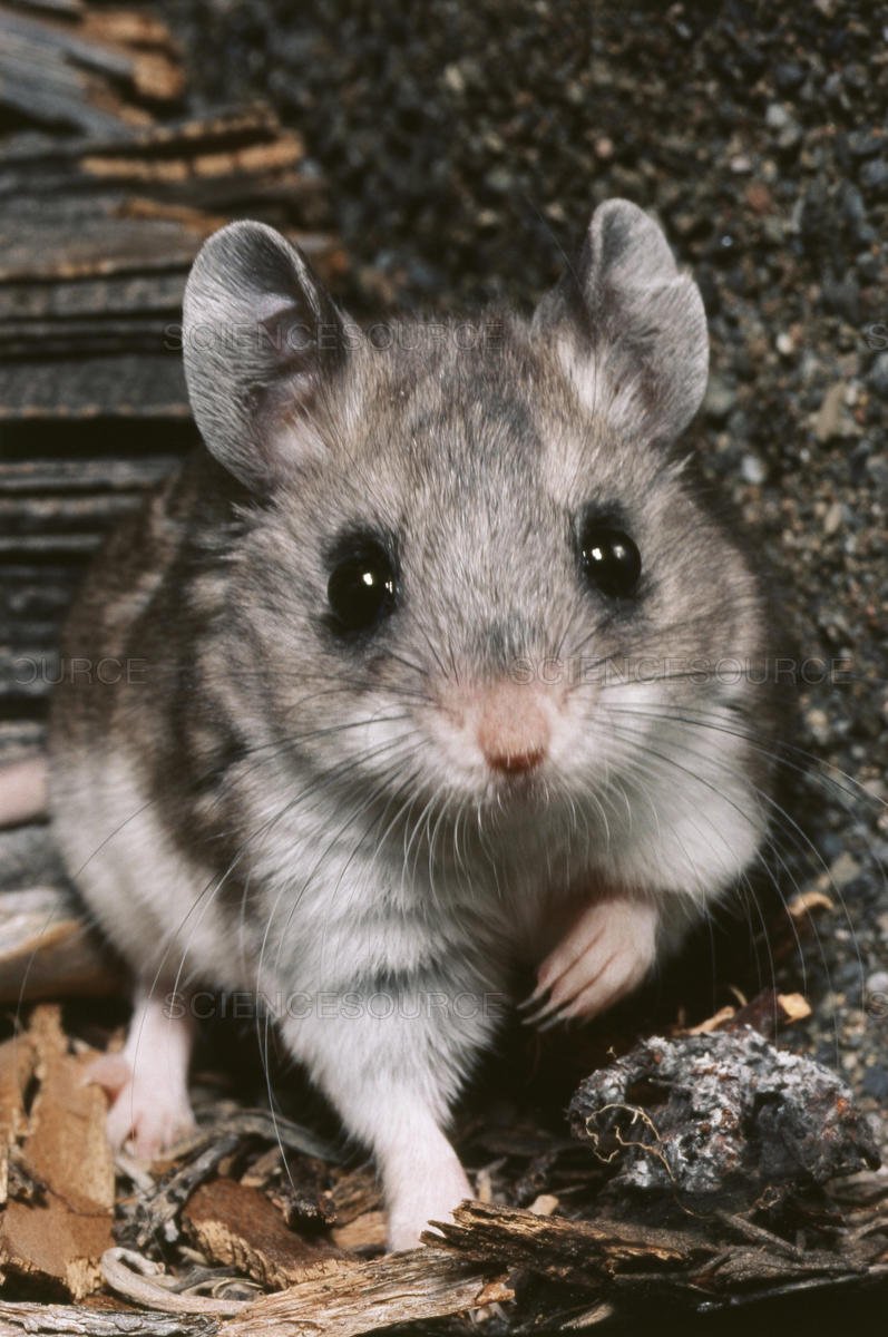 The Primarchs as mice: Horus, Leman, Ferrus, Fulgrim