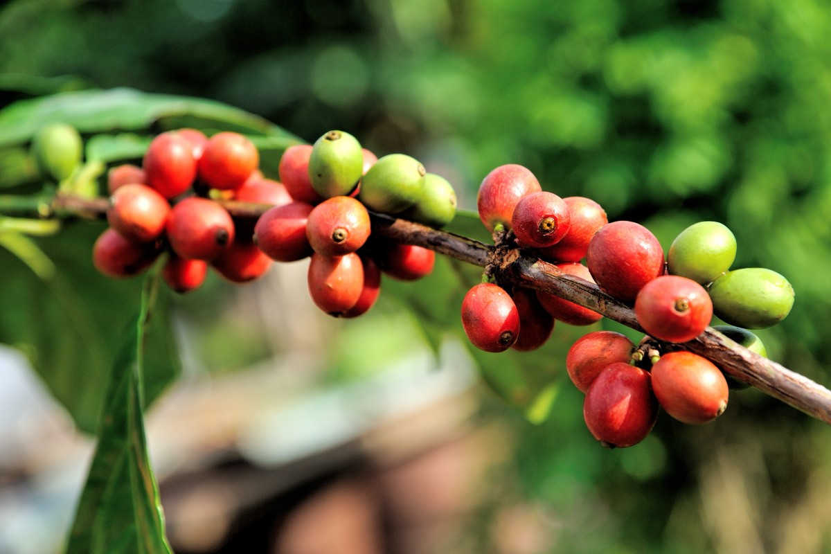 enriched_coffee's tweet photo. Flavour of the day is our brilliant Brazilian Santos. Pure 100% arabica coffee, freshly roasted to order. Get yours from our online store - https://t.co/w0xoFyfHto #getenriched #greatcoffee #coffeelovers #coffee https://t.co/RQZGsEbuja