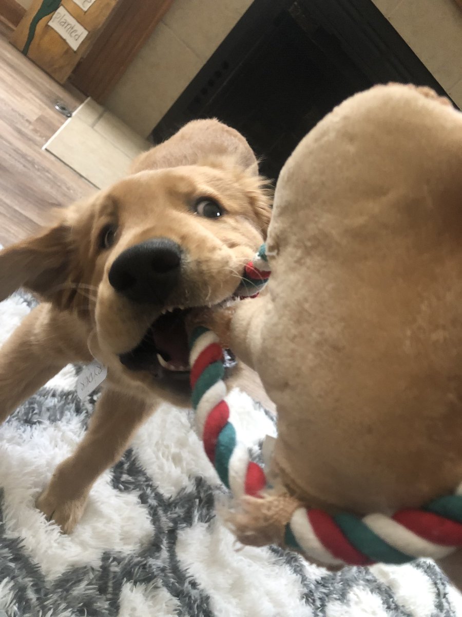 lohansen99's tweet photo. The next dog model for sure ✨Ryder✨ https://t.co/2IaYrTjq8k