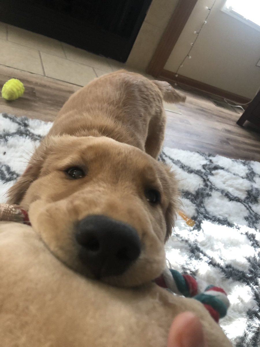 lohansen99's tweet photo. The next dog model for sure ✨Ryder✨ https://t.co/2IaYrTjq8k