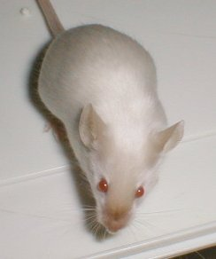 The Primarchs as mice: Horus, Leman, Ferrus, Fulgrim