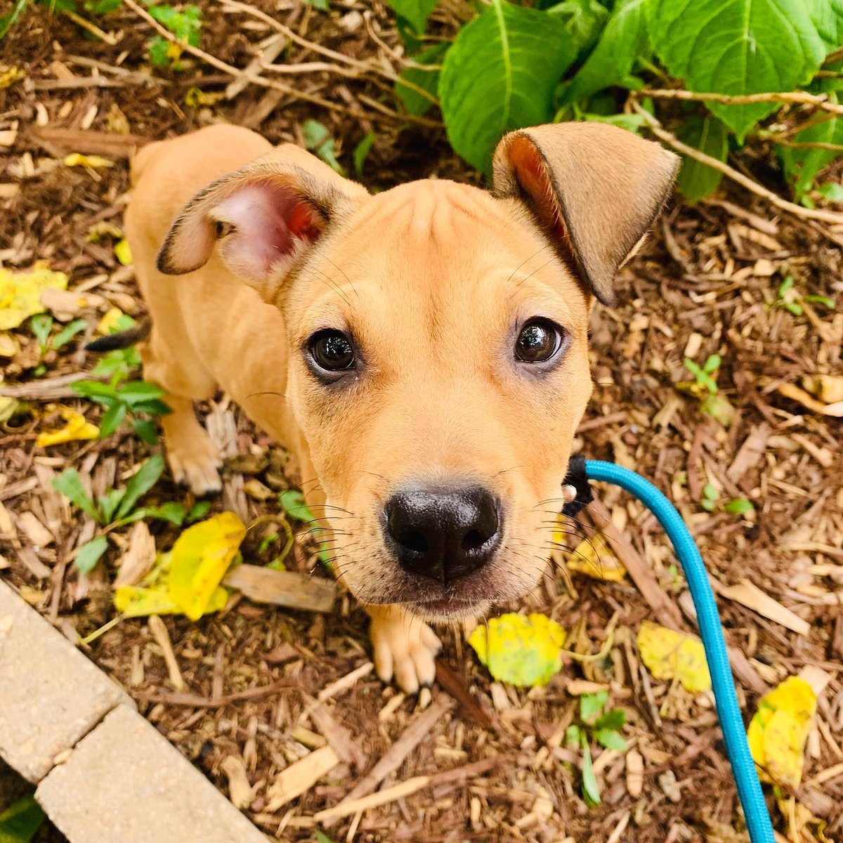 wowiedogs's tweet photo. This adorable little love is Lani the Pitbull mix when she was a puppy. She did grow into a beautiful princess, and into those ears as well!! π π π
π· photocreds: @lani.finn
#pitbullpuppy #puppy #pitty #puppylove #wowiedogs https://t.co/vtkwH3Yws4