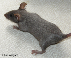 The Primarchs as mice: Horus, Leman, Ferrus, Fulgrim