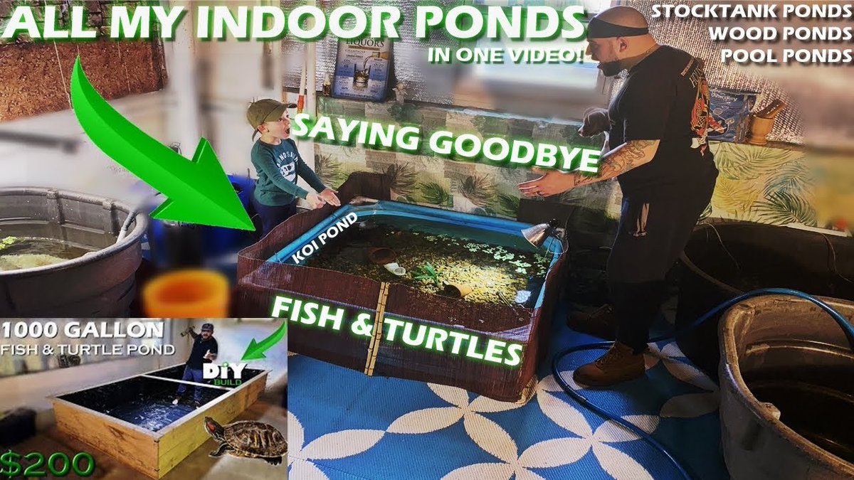 HouseBillings's tweet photo. A fun tour of all of our INDOOR PONDS! Saying goodbye to one of our favorites. Watch, share and join the #BillingsFam. #youtube #fish #turtles #ponds #pondlife #aquariums 

https://t.co/WISM2CXTvq https://t.co/kB8Q9sBQiu