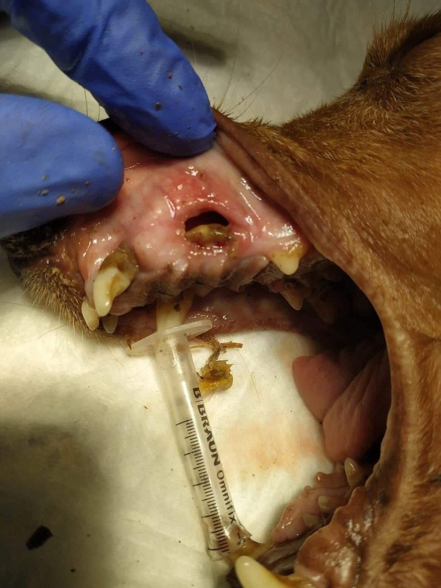 Please consider voting in this poll. It’s an entirely free way for you to help us raise money to pay for the dental and medical costs of poor Charles. Warning: photos included are distressing