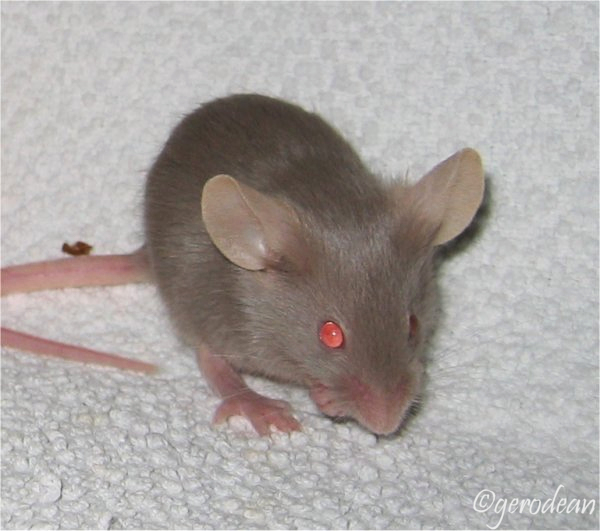 Vulkan, Rogal, Gulliman, Magnus