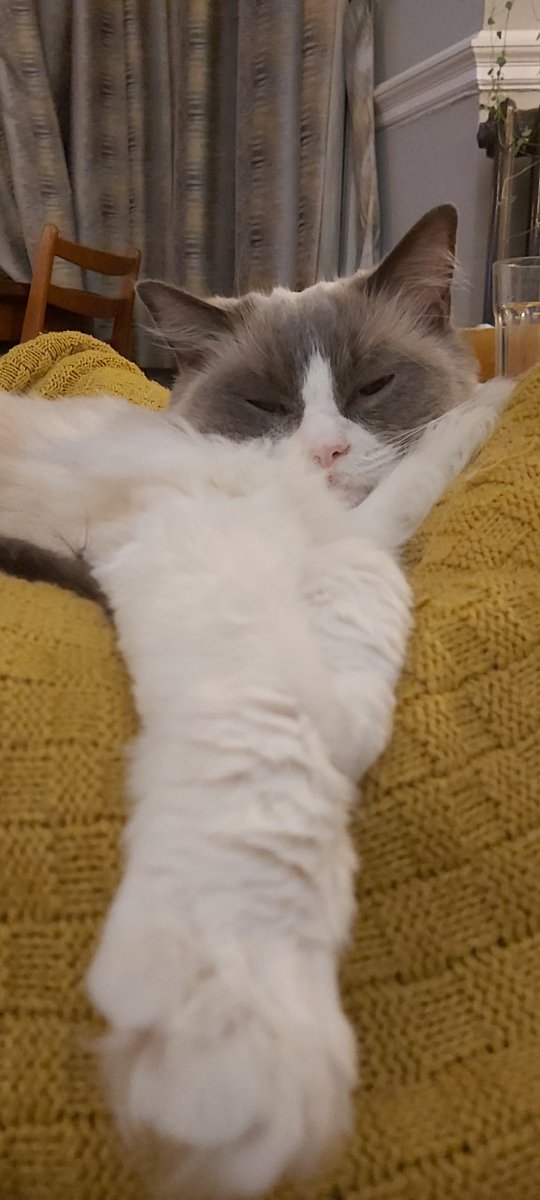 Seeya! #goodnight 💤

#CatsOfTwitter #cats #ragdollcats #WednesdayNight楽しまナイトーーーっ