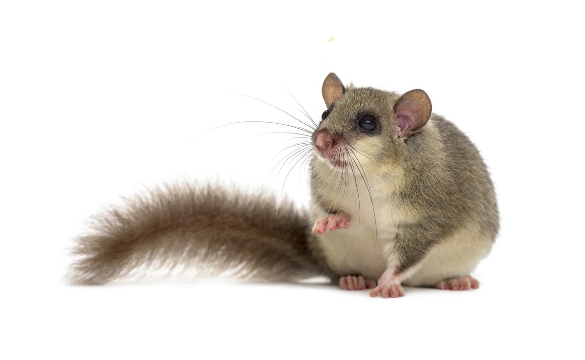 Vulkan, Rogal, Gulliman, Magnus