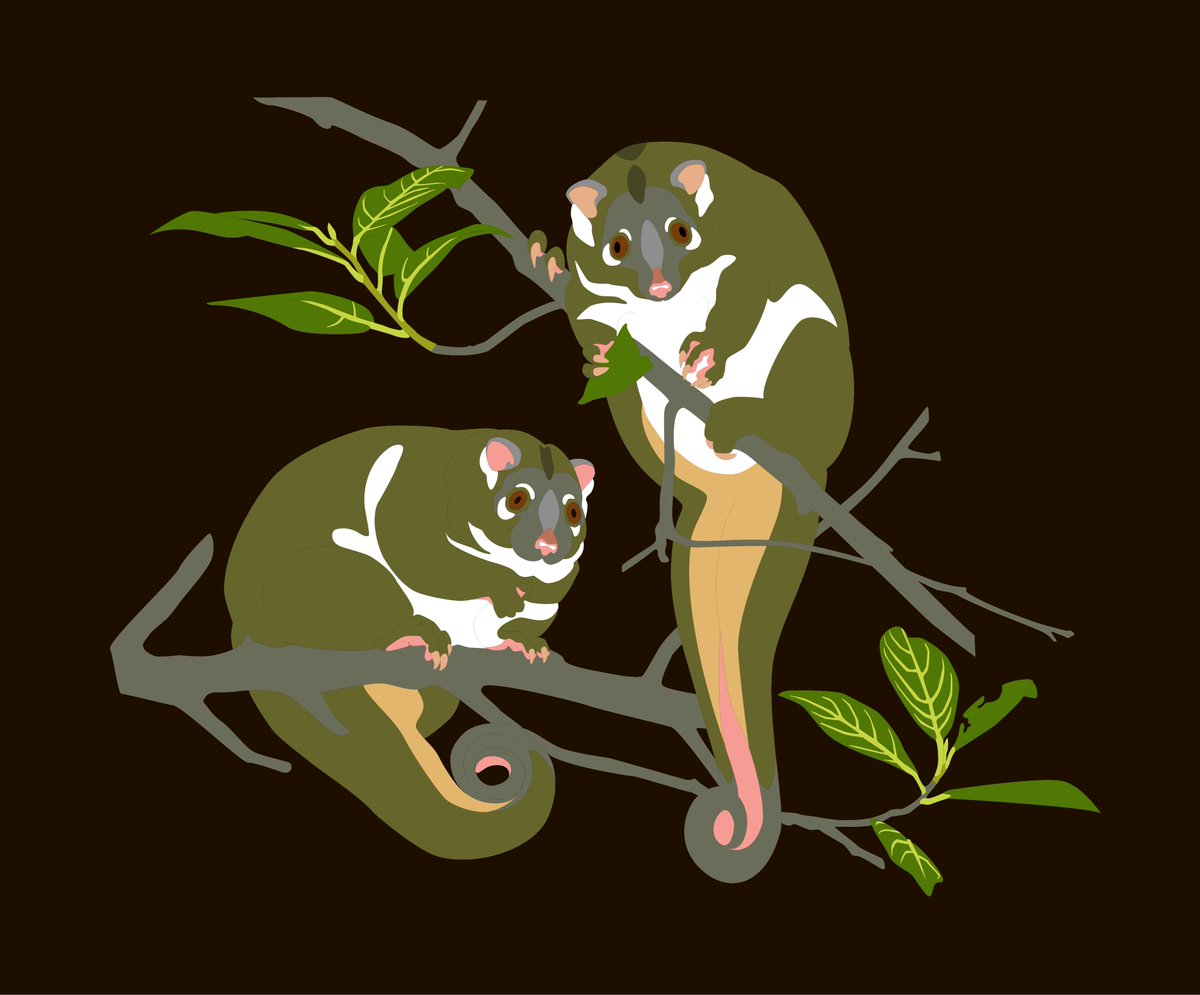 VBurskaia's tweet photo. Should start with something. Painted these ringtail possums last winter. They look quite surprised. https://t.co/Wa9wG7OWqo