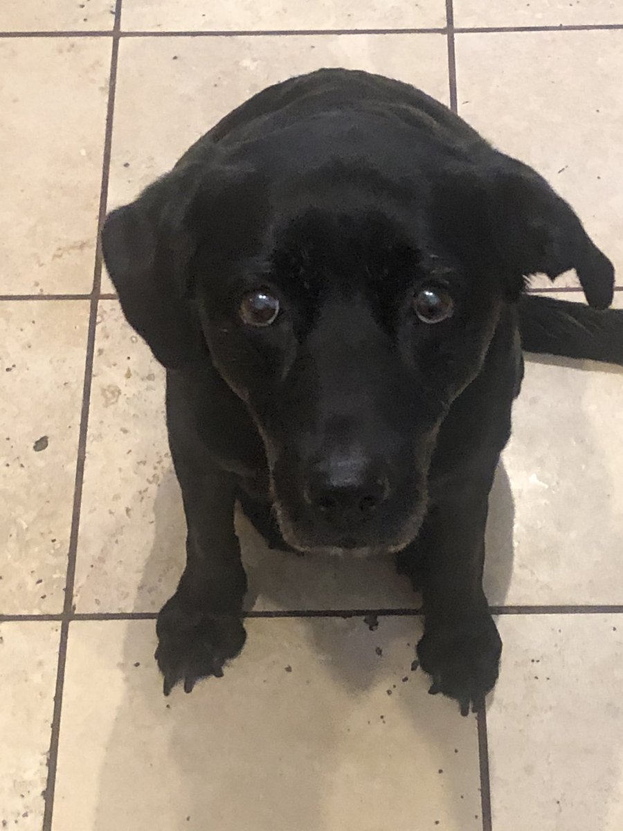 SneakyGaz's tweet photo. #Milldog just wanted some cheese https://t.co/U2lCGJc6bA
