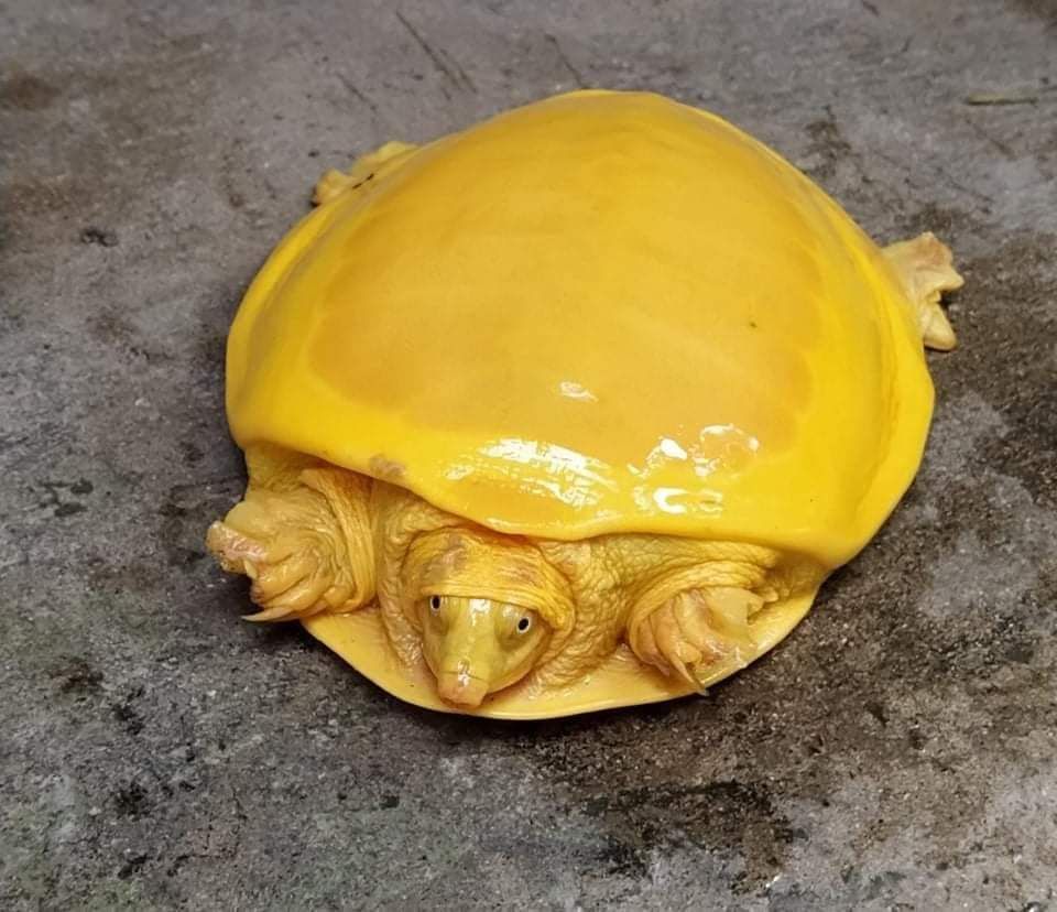HunterHGrey's tweet photo. Rare yellow turtle found in West Bengal | https://t.co/XRyqYyCaWr #turtle #yellowturtle #rare https://t.co/g7clx7bYDP