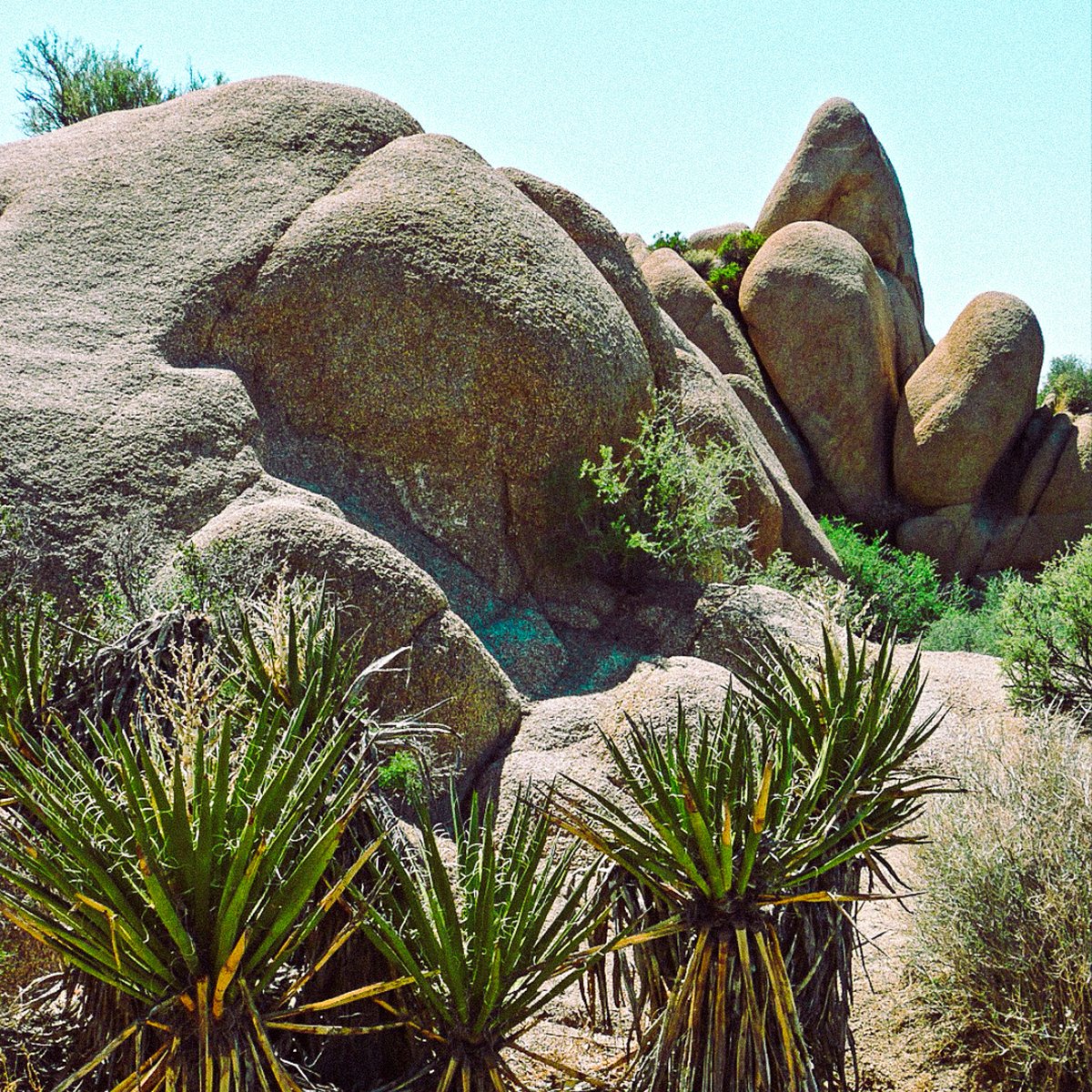The Secret Tours - Joshua Tree tweet media