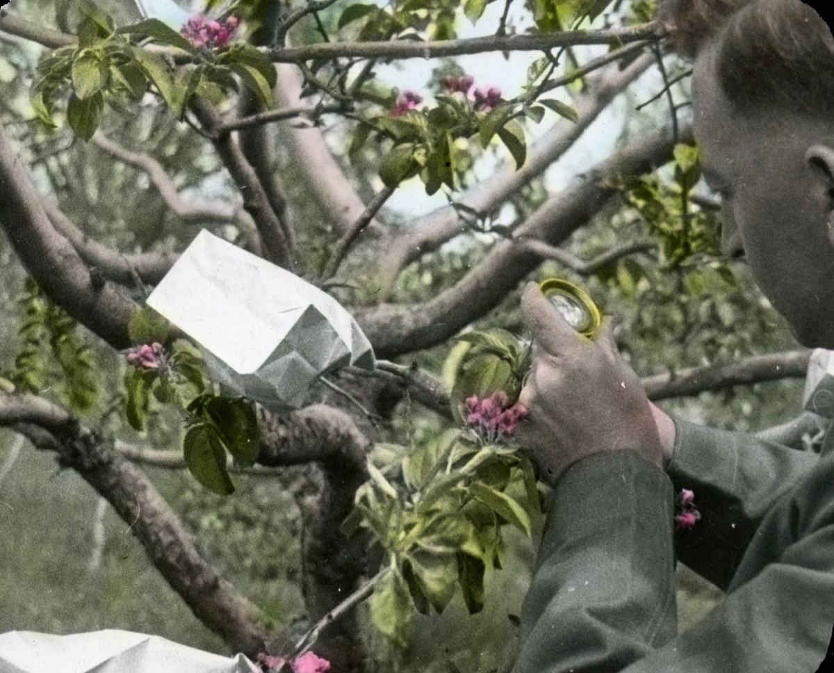 AgMuseum's tweet photo. Uncover the innovative history of the McIntosh 🍎, the most consumed 🍎 in Canada, on @googlearts @Cdn_Innovation #OnceUponATry #CanadianInnovationWeek
https://t.co/z9OxBnWtHn https://t.co/71M4RTrWb1