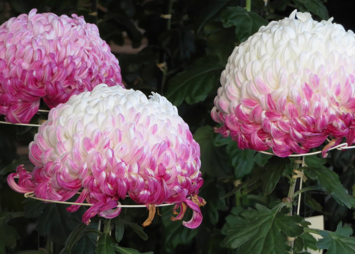 白菊の美しい「しもやけ」平安の人々はこれを「移ろい菊」と呼んで愛でたそう…とても綺麗な紫色！