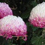 白菊の美しい「しもやけ」平安の人々はこれを「移ろい菊」と呼んで愛でたそう…とても綺麗な紫色!