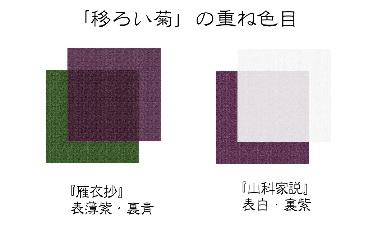 白菊の美しい「しもやけ」平安の人々はこれを「移ろい菊」と呼んで愛でたそう…とても綺麗な紫色！