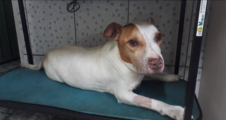 FernandesReeeh's tweet photo. Esse príncipe, tem +/- 6 anos e foi resgatado da rua em que estava sendo judiando e agora precisa de um lar. um Raça: Pitbull, já foi castrado é de São Paulo e está a espera de uma família. 
Pode me chamar no privado. 
Me ajudem apertando para retwittear.
❤️♥️ https://t.co/pyWff1W10s