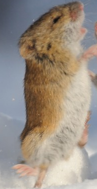 Lorgar (Yes I know that's a rat), Jaghatai, Konrad, Angron