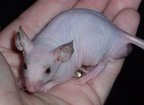 Corvus, Alpharius, Omegon