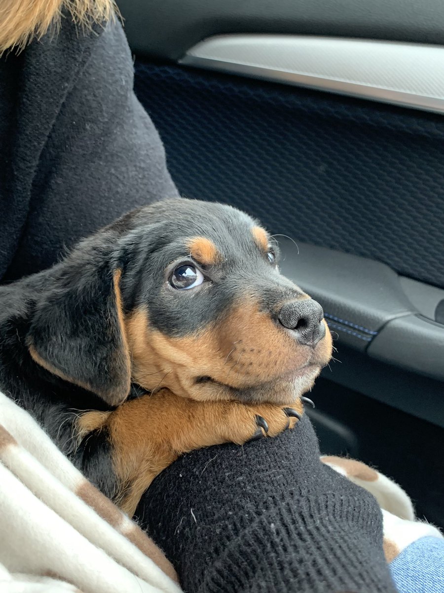 LeoNutter's tweet photo. @dog_rates Today, we welcome Louie into our home. He has all the makings of being a very good boyo https://t.co/kuQCmpxRHC