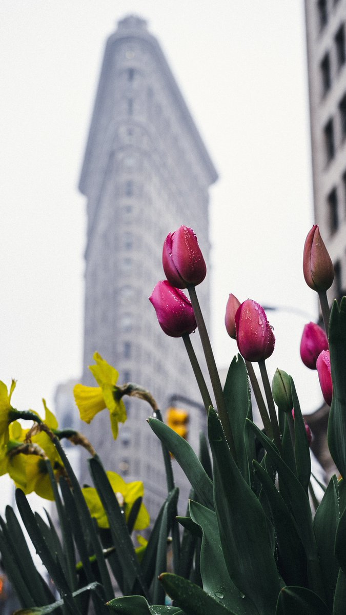 TherapyOfficeNY's tweet photo. Take a break, get outside, and enjoy a quick walk to Madison Square Park and the Flatiron building, as our therapy offices are right down the block! AICL Professionals NYC Therapy Offices. #NYC #Chelsea #flatiron #AICLProfessionals #therapy #office #RealEstate #NY #Flowers https://t.co/xySIEAmbda