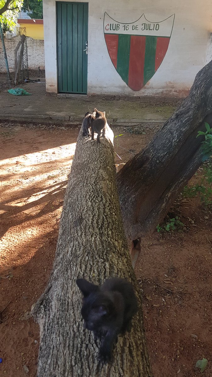 yayaayala1108's tweet photo. 3 lindos gatitos tirados a su suerte!! X favor si alguien los puede ayudar! En la cancha 16 de julio de Fdo de la mora zona sur!! @PakoAlajaPy @salvandohocicos @rivasmon89 @aquino_euge https://t.co/yzhgCE3BBY