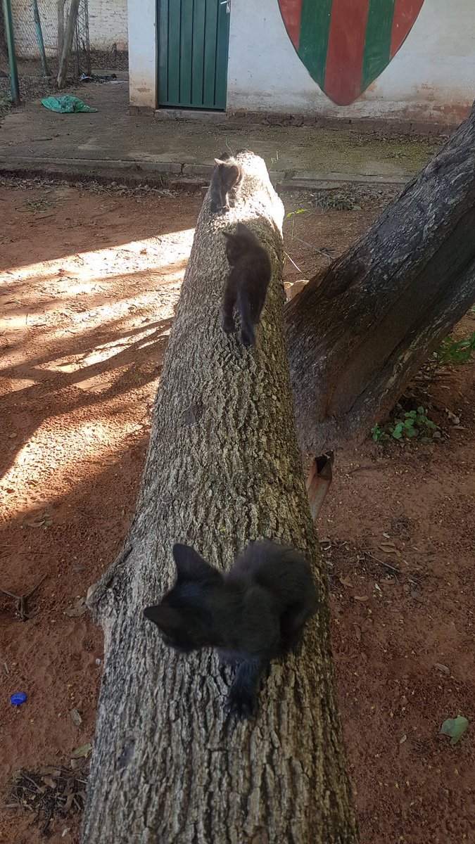 yayaayala1108's tweet photo. 3 lindos gatitos tirados a su suerte!! X favor si alguien los puede ayudar! En la cancha 16 de julio de Fdo de la mora zona sur!! @PakoAlajaPy @salvandohocicos @rivasmon89 @aquino_euge https://t.co/yzhgCE3BBY