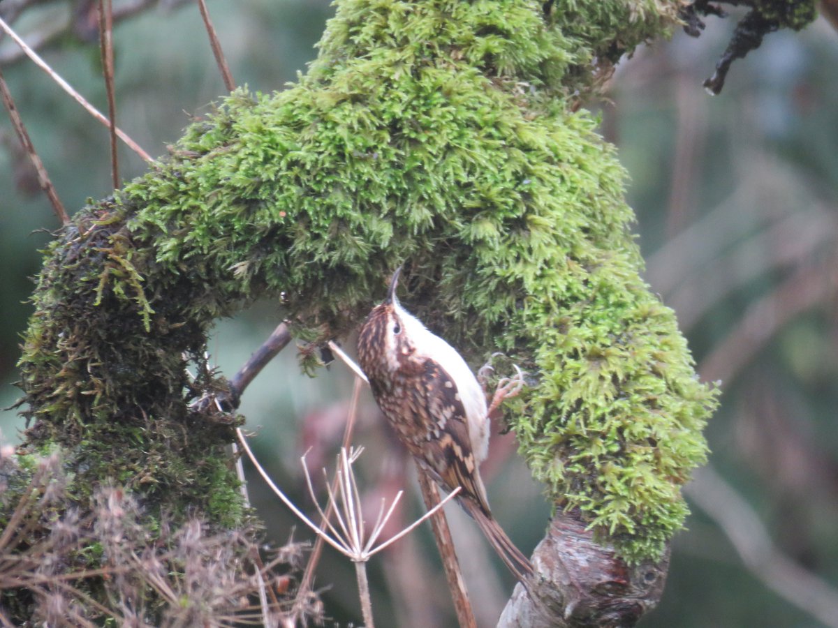 donnarainey4's tweet photo. Tree-creeper feeding on the old Apple tree in my garden today. https://t.co/Id6nrkaDYc
