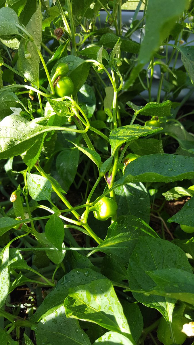 Auburn North PS (@auburnnthps) on Twitter photo Well done School Garden Club as the corn is ready to eat today with cherry tomatoes and cucumbers. You have done a great job growing these healthy vegetables. <a href="/AuburnHarmony/">Harmony House</a> Well done School Garden Club as the corn is ready to eat today with cherry tomatoes and cucumbers. You have done a great job growing these healthy vegetables. <a href="/AuburnHarmony/">Harmony House</a>