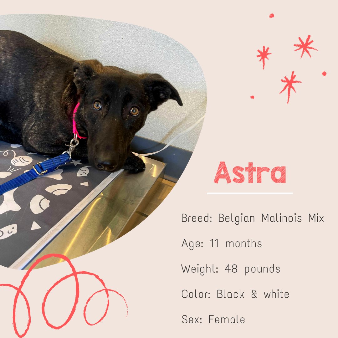 SeeSpotRescued's tweet photo. Are you looking for the newest star in your life? Look no further than Astra, a Belgian Malinios mix who is looking for her new furever family! Only 11 months old and 40lbs Astra just wants a place to call home.  

Apply to adopt #SSRAstra at https://t.co/o8Qpxr3sG7 https://t.co/VnTG9Bmwb3