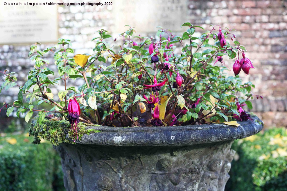 shimmeringmoon_'s tweet photo. A big bowl of fuchsias #greatcomp #kentgardens https://t.co/BaE7yrpN3h