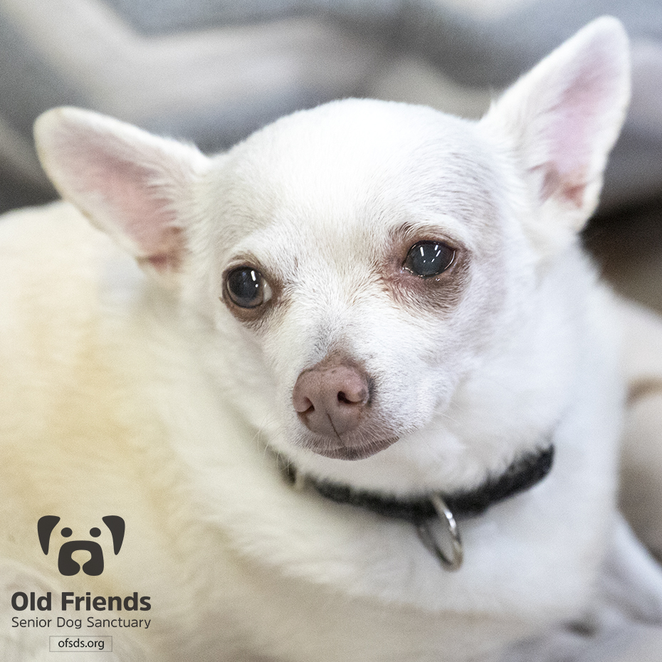 oldfriendssds's tweet photo. Ready for an afternoon nap!- Chip
#ofsds #ofsdschip #ofsdsdale #seniordogs #ofsdsbondedpair #bondedpair https://t.co/qm7zr9NvhY