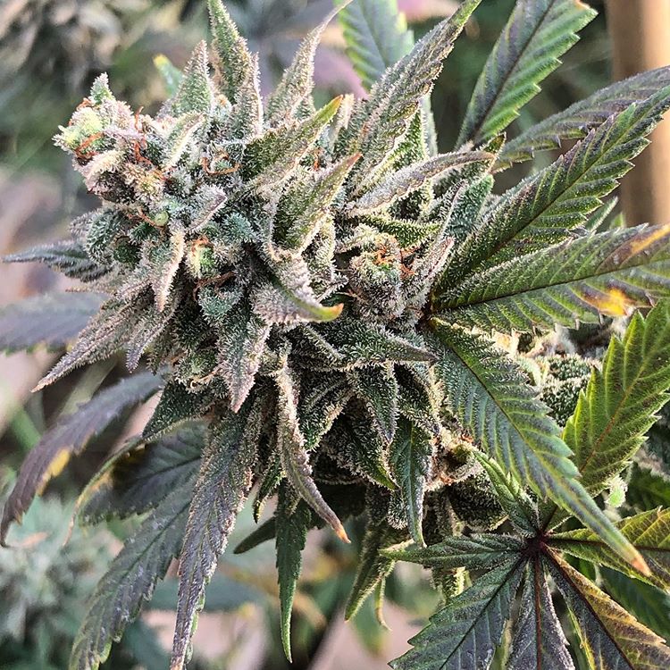 420problem's tweet photo. #BudPorn https://t.co/0USRjagcYs