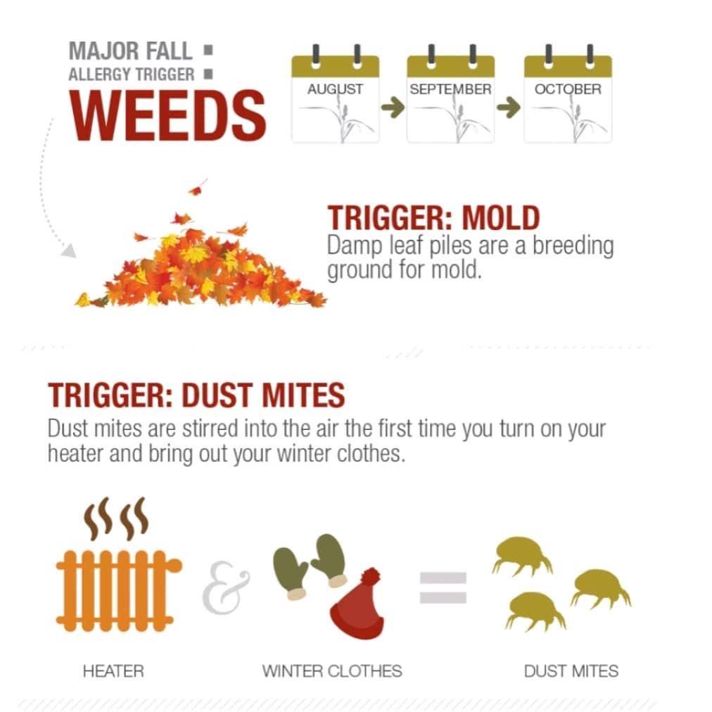 TheAllergyGroup's tweet photo. A few fall allergy triggers to look out for this season. https://t.co/AvvHkHYY1Z