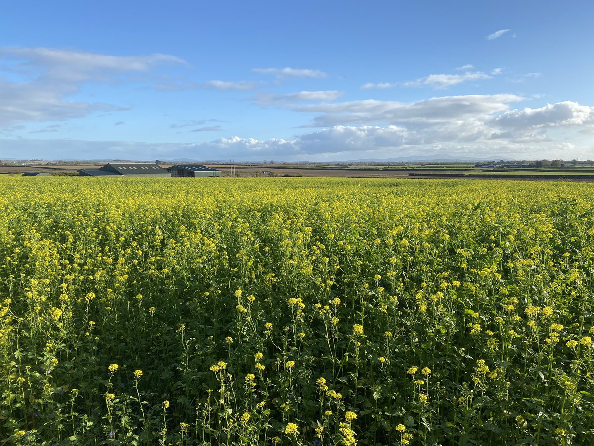 johnjmulhare's tweet photo. Granted it was sown on 1st Aug after the Organics spread for next years beet crop - but for those who say they can’t get a catch/cover crop to bulk up in the autumn https://t.co/GnTvuXgLhm