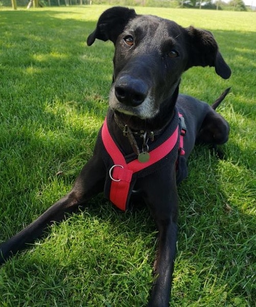 AdoptionsUk's tweet photo. Please retweet to help Dillon find a home #CORNWALL 
OWNER PASSED AWAY, loving Lurcher aged 5-10, can live with children 12+, best as only pet, would like a rural home contact the shelter for more info or to apply👇✅
https://t.co/IlPxe3JP1b
#dogs #Friday #animals #pets #Lurchers https://t.co/8yUt4W3ERV
