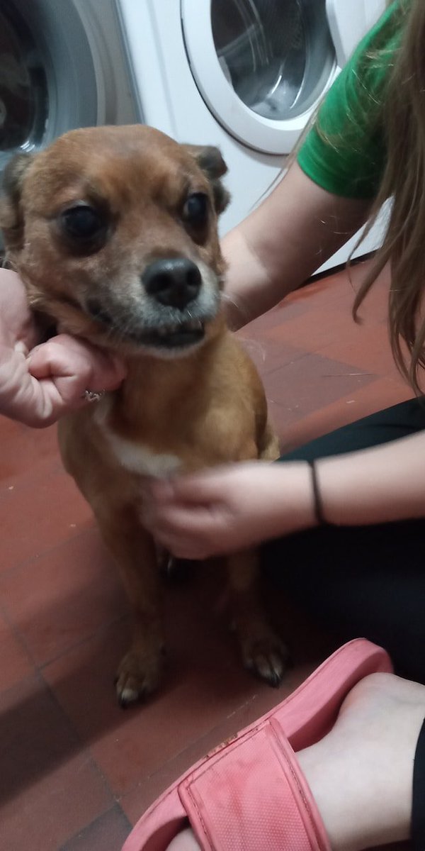 ‼️SEARCHING FOR DOGS FAMILY‼️Found this dog #CF3 area of #Cardiff 

Anyone heard of a Chi missing in the area?  Contact on FB facebook.com/tessamj.mccart…

#CefnMably #SaintMellons #Pontprennau #Rumney #PeterstoneWentlooge #MichaelstonYFedw #Marshfield @CarolPoyerPeett @juliagarland73