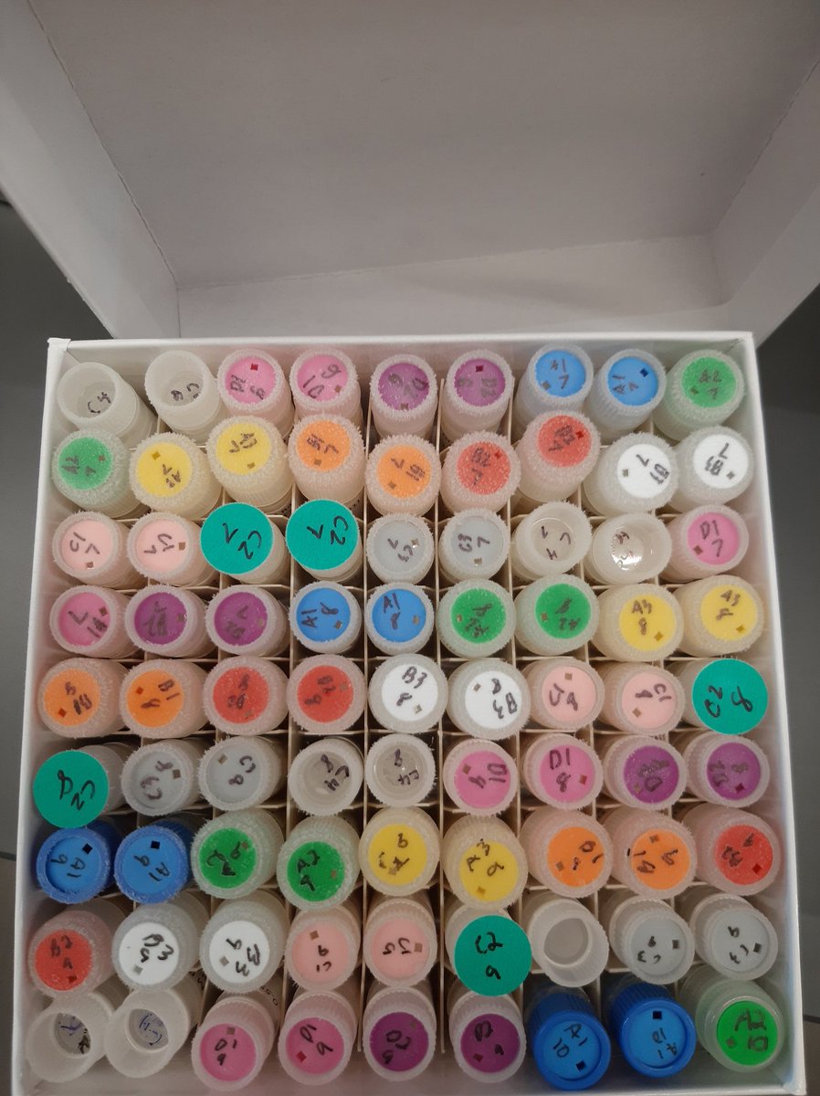 Sam Apodaca (@samapodaca_) on Twitter photo Completed time point 10 today and filled our third full box of glycerol stocks! #KGSlabEvolves <a href="/KaraSchmidlin/">Kara Schmidlin</a> <a href="/KSamerotte/">KerryGeilerSamerotte</a> Completed time point 10 today and filled our third full box of glycerol stocks! #KGSlabEvolves <a href="/KaraSchmidlin/">Kara Schmidlin</a> <a href="/KSamerotte/">KerryGeilerSamerotte</a>