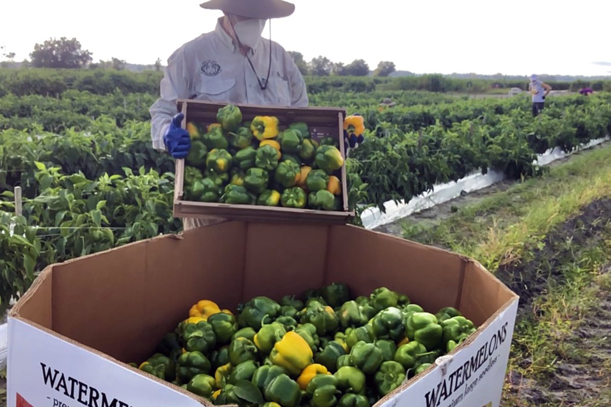 CommunitySRQ's tweet photo. This is what community looks like! On Monday morning, we had a 🌟dream team🌟 of 22 gleaning volunteers join us at @enzazadenamericas to pick 2950 lb. of beautiful peppers🌶 for donation to Meals on Wheels PLUS of Manatee County. #HarvestHeroes #SuncoastGleanTeam https://t.co/5R5bRYXiNH